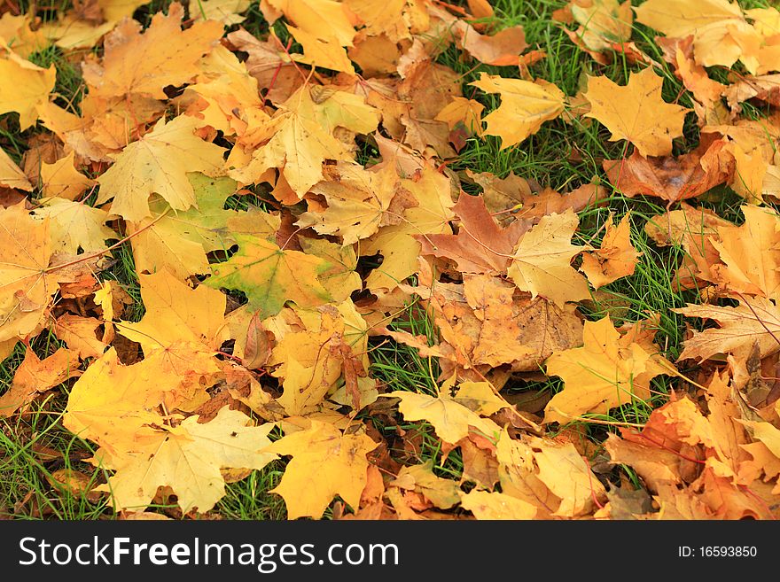 Background of green grass and autumn leaves. Background of green grass and autumn leaves