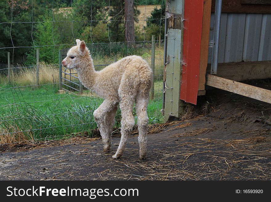 Newly born Alpaca