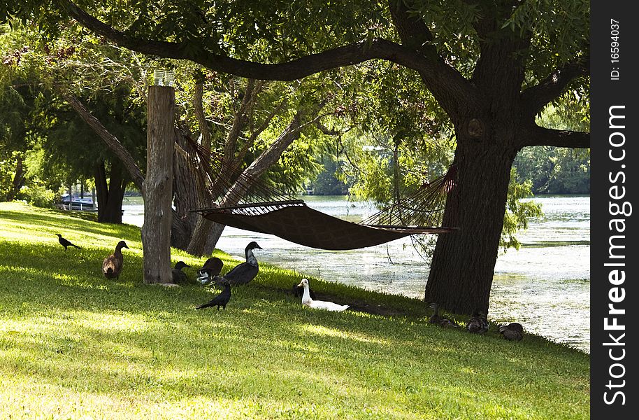 Ducks Nesting On A Riverbank