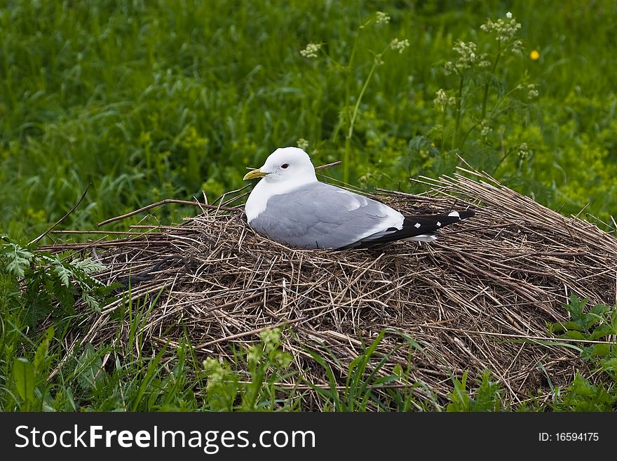 Seagull on the nest on Kizhi island, Karelia, Northern Russia.