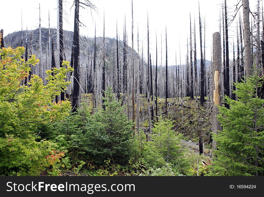 Beetle Kill and Wildfires ahve nearly destroyed the Dechutes National Forest in Central Oregon. Beetle Kill and Wildfires ahve nearly destroyed the Dechutes National Forest in Central Oregon