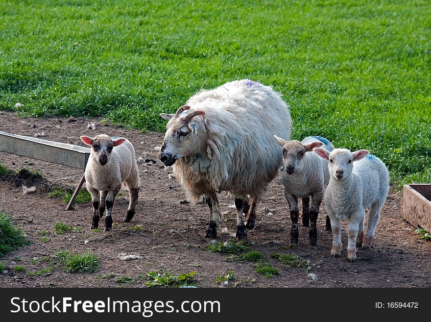 A sheep with her lambs. A sheep with her lambs