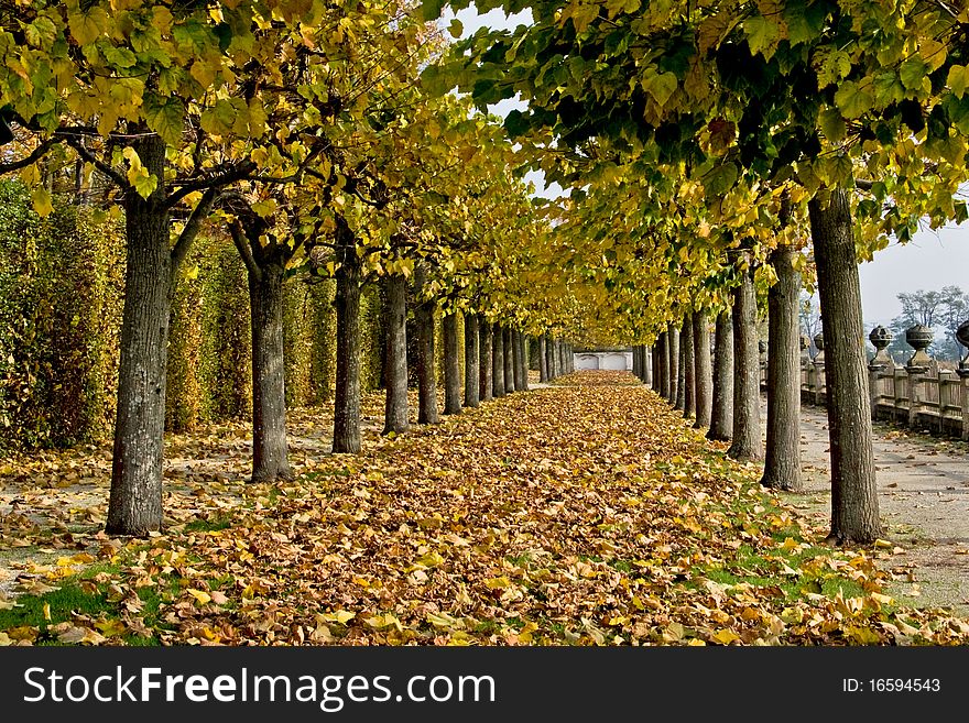 Autumn alley with many trees