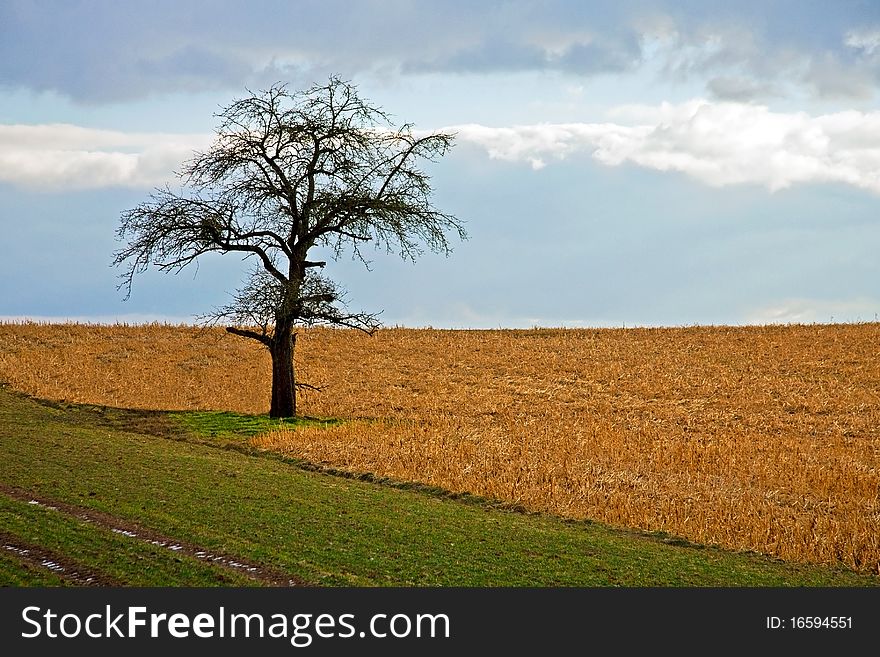 An autumn tree at a field