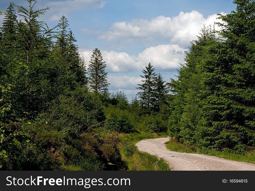 A path in the forest at a summerday