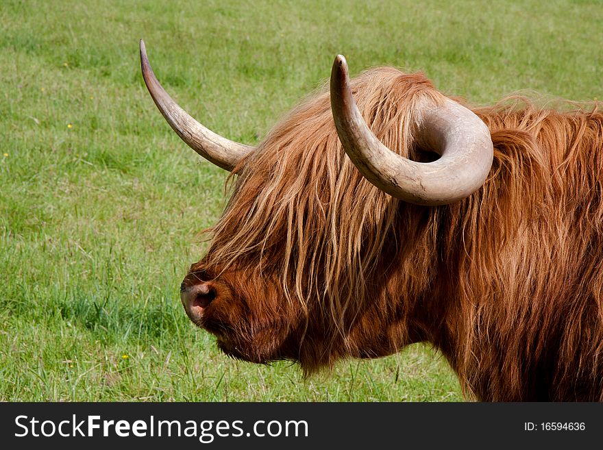 A typical Scottish Highland cattle