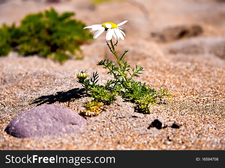 Little flower at the beach. Little flower at the beach