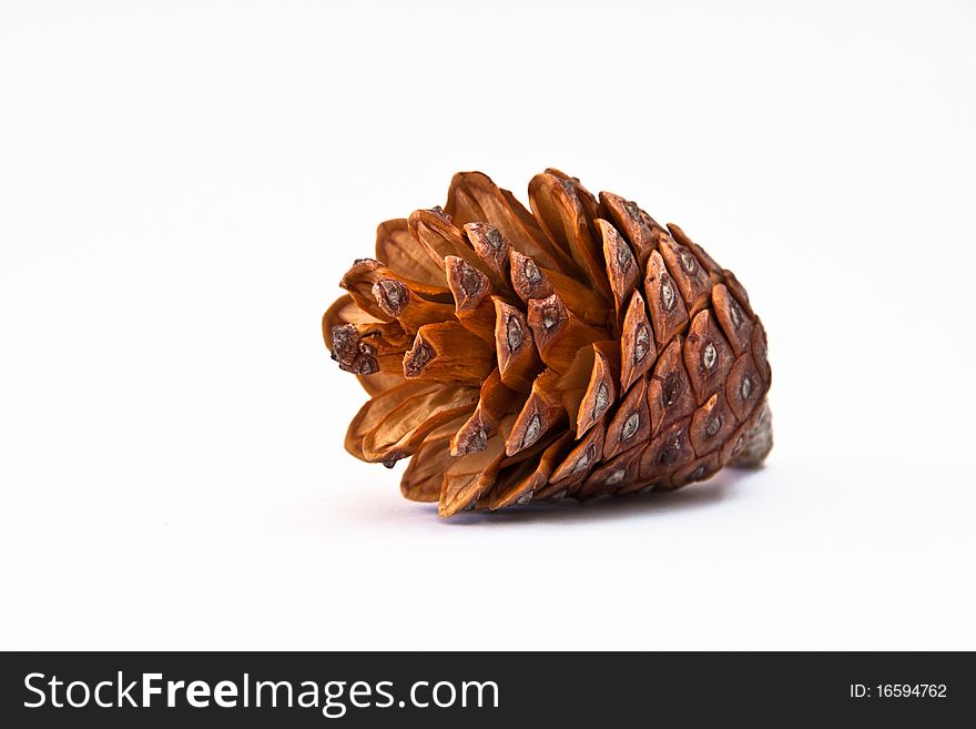 A pine cone as a isolated shot