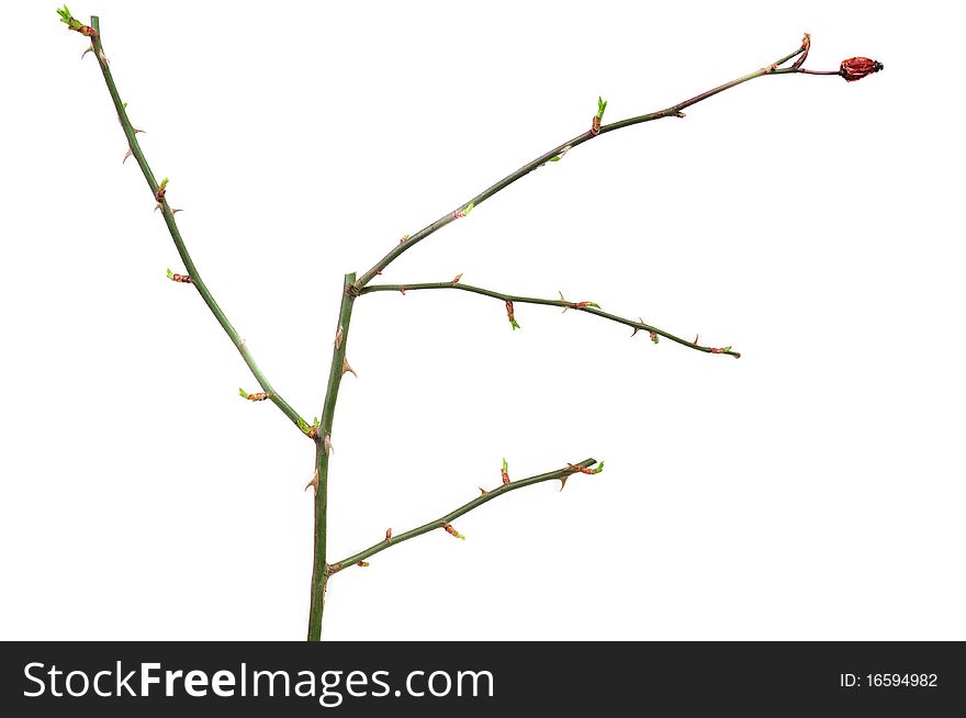 Dog Rose twig with green buds and fruits