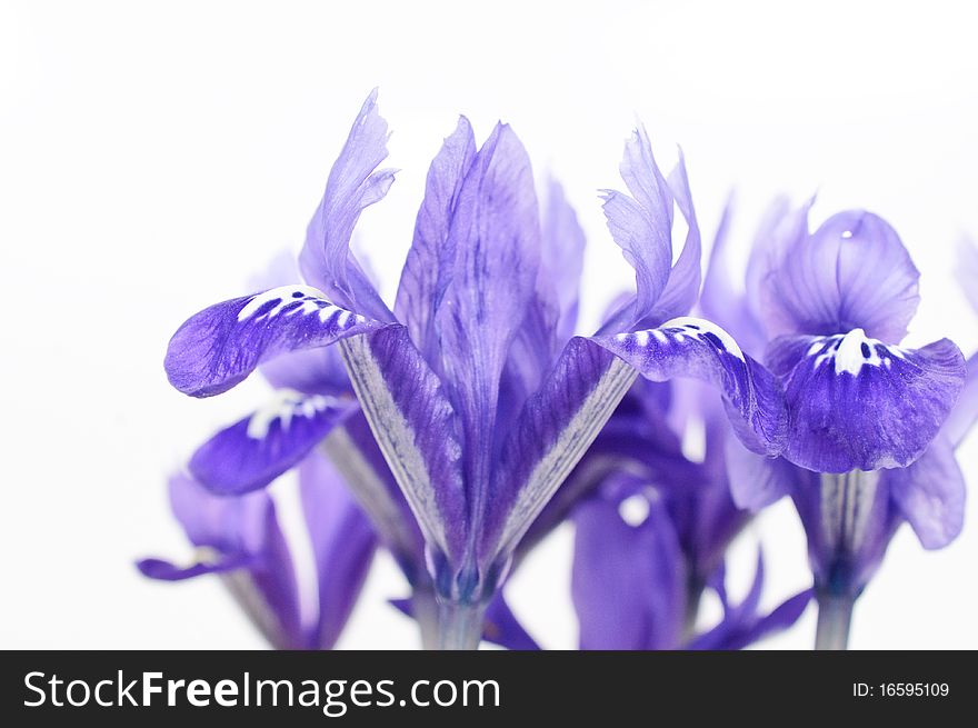 Detail Of Dwarf Iris Blossom