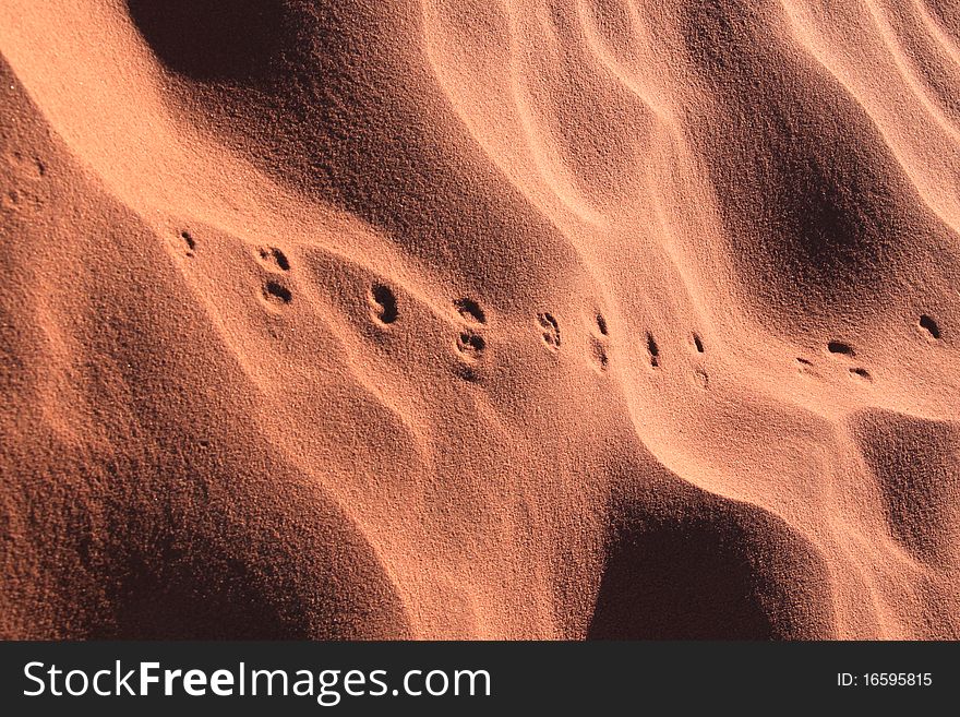 Wadi Rum desert in Jordan, footprints of a small mammal:the Desert Jerboa. Wadi Rum desert in Jordan, footprints of a small mammal:the Desert Jerboa