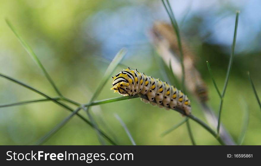 A swallowtail butterfly caterpillar crawls along the fennel plan on which it feeds.