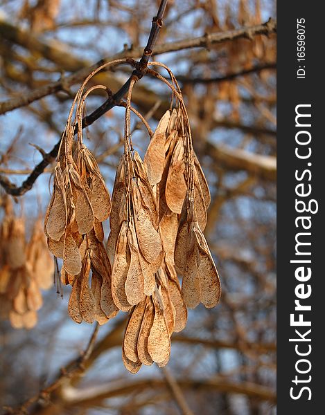 Big, orange Maple Seed Pods