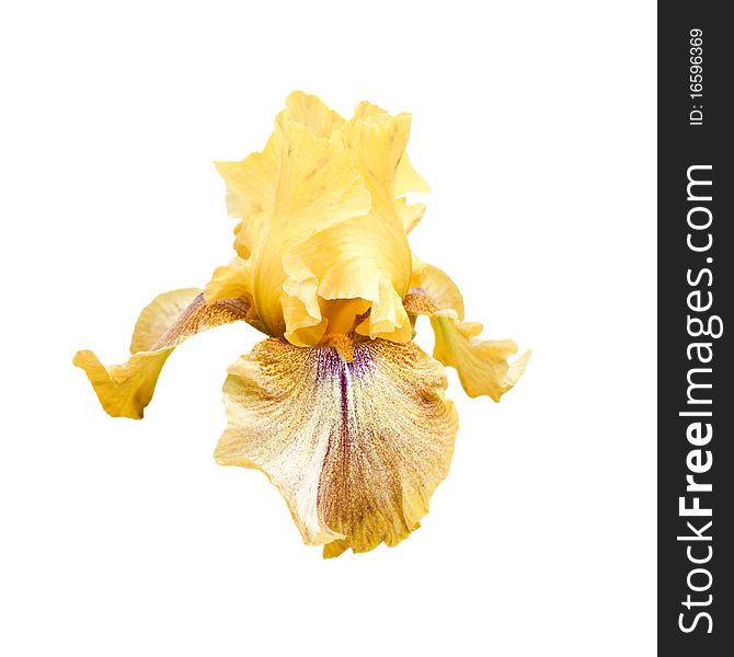 Yellow iris isolated on a white background.