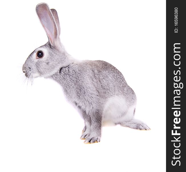 Little rabbit on a white background