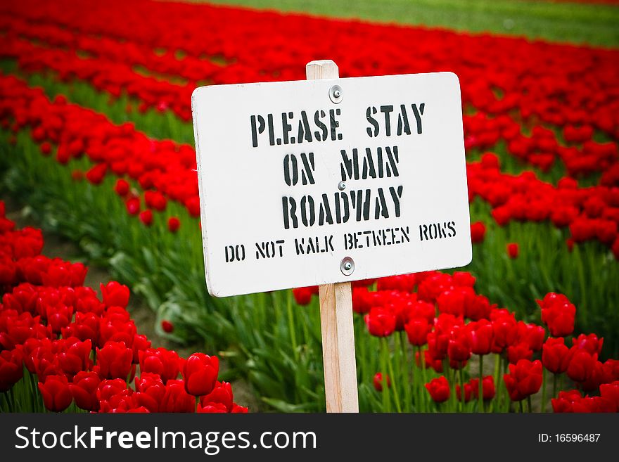 A sign in a field of tulips asking people to stay on the main roadway. A sign in a field of tulips asking people to stay on the main roadway