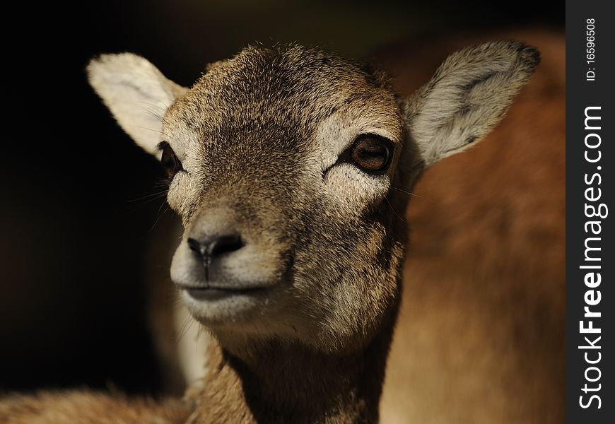 This mouflon on the picture  is still a very small one. This mouflon on the picture  is still a very small one.