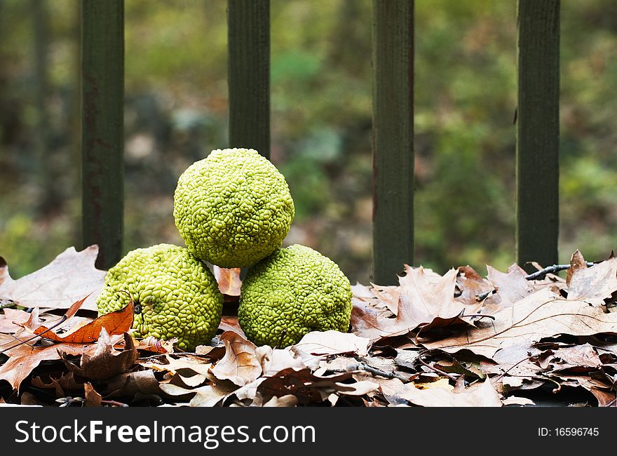 Three Osage Orange Fruits on dried, autumn leaves. Three Osage Orange Fruits on dried, autumn leaves.