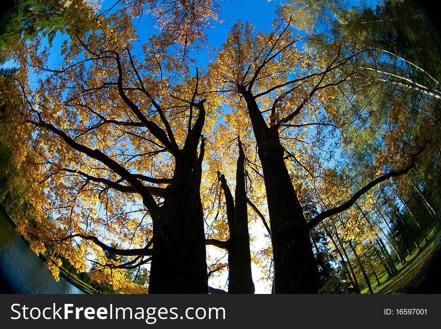 Autumn trees throw fisheye lens