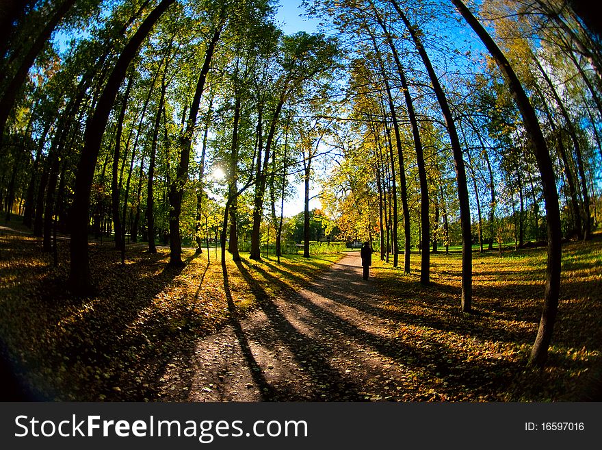 Autumn trees throw fisheye lens