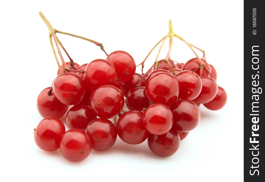 Two branches of viburnum on a white background. Two branches of viburnum on a white background