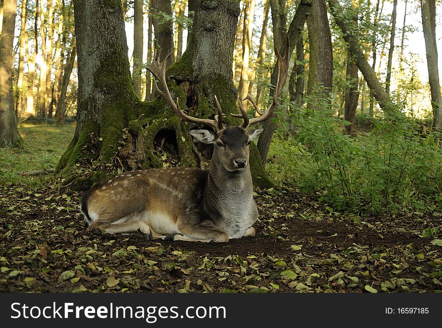 Fallow Deer (Dama Dama)