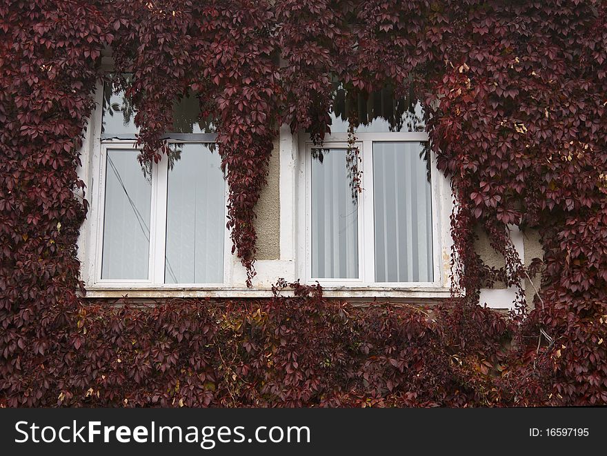 Window with red leaves of wild grapes in the autumn
