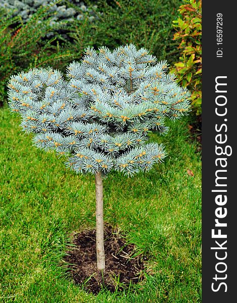 Small blue spruce in garden