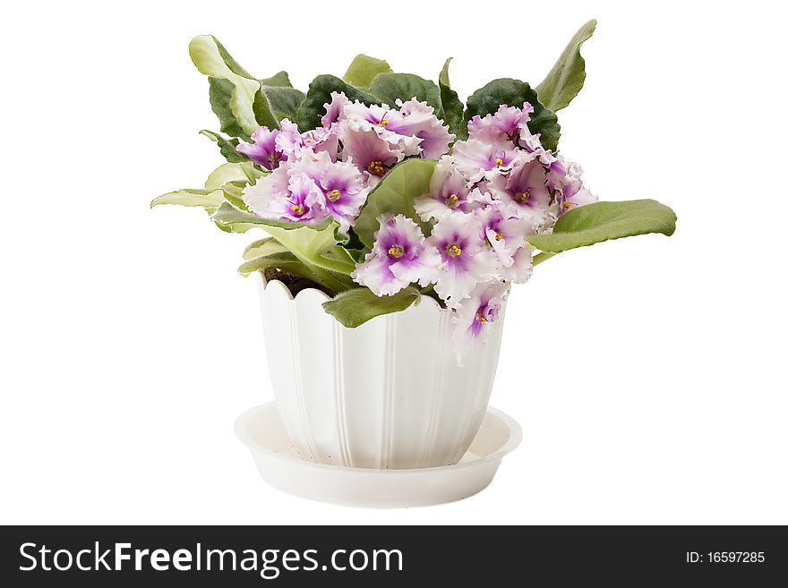 Voilets in a flowerpot closeup. Isolated over white background. Voilets in a flowerpot closeup. Isolated over white background.