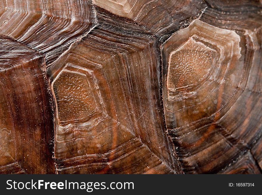 Turtle shell close-up. Macro.