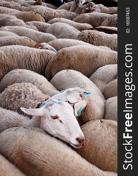 Sheeps In Flock