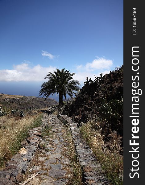 Canary Islands Palmtree against blue sky. Canary Islands Palmtree against blue sky