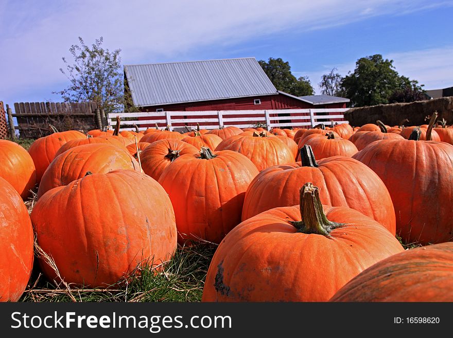 Collection of plump orange pumpkins on a grassy field in Oregon. Collection of plump orange pumpkins on a grassy field in Oregon