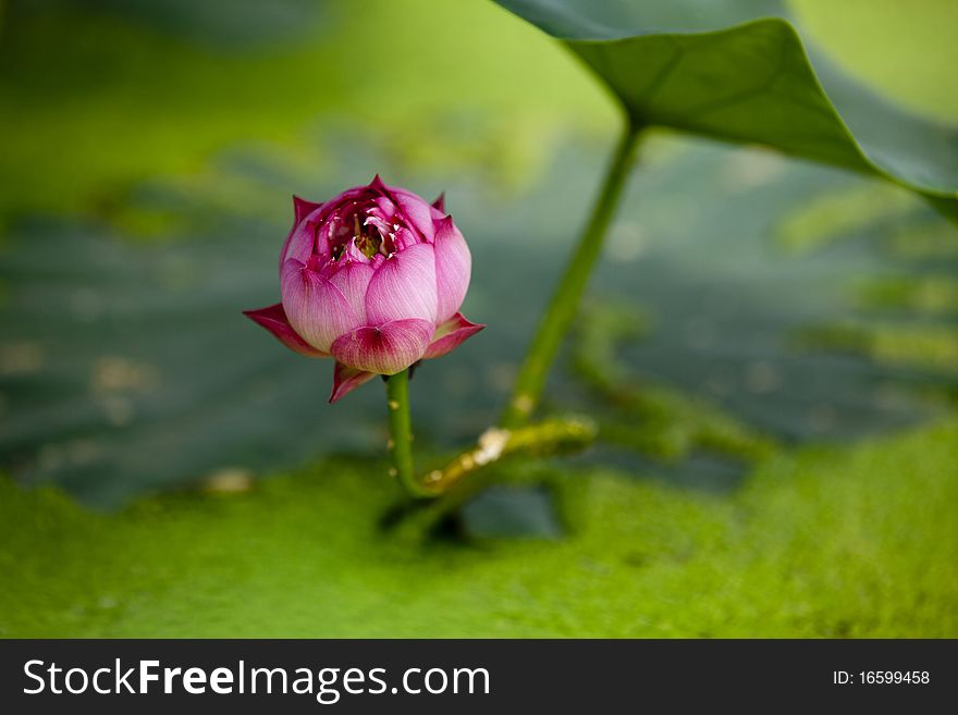 Lotus Pool