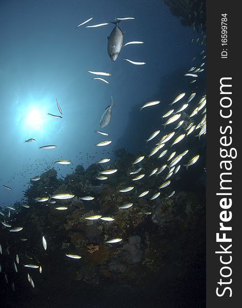 School of yellow-band fusilier fish (Pterocaesio chrysozona) with sunball in the background. Red Sea, Egypt. School of yellow-band fusilier fish (Pterocaesio chrysozona) with sunball in the background. Red Sea, Egypt.