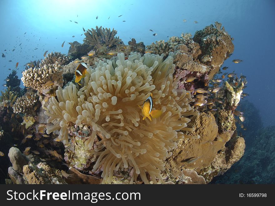 Red Sea anemonefish (Amphiprion bicinctus) with their host bubble anemone. Red Sea, Egypt.