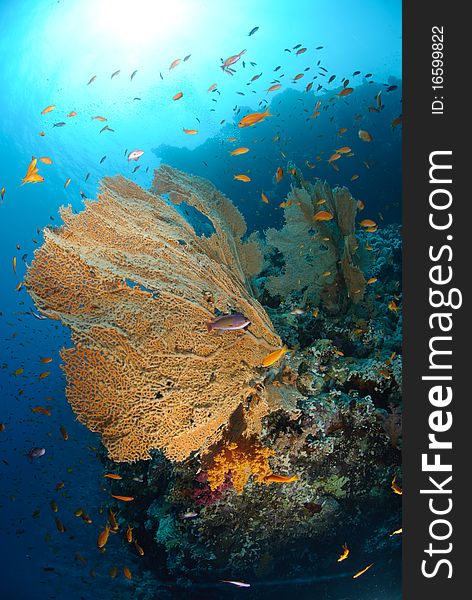 Giant georgonian fan coral (Annella mollis), with school of anthias. Red Sea, Egypt. Giant georgonian fan coral (Annella mollis), with school of anthias. Red Sea, Egypt.