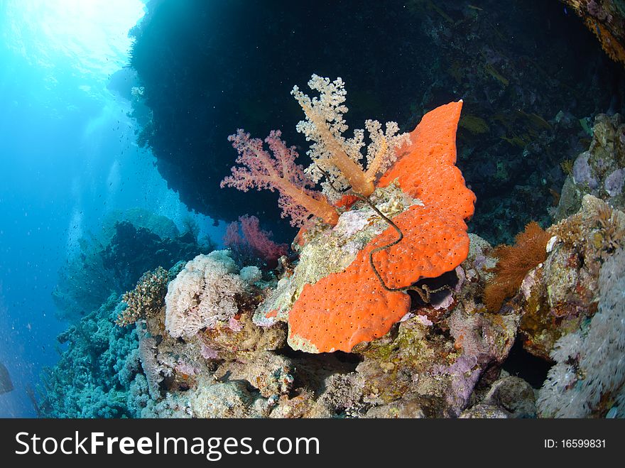 Soft coral growing on toxic red sponge. Soft coral growing on toxic red sponge