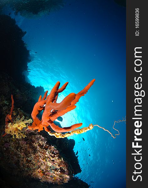 Red toxic finger sponge bluw water and sun. Red toxic finger sponge bluw water and sun