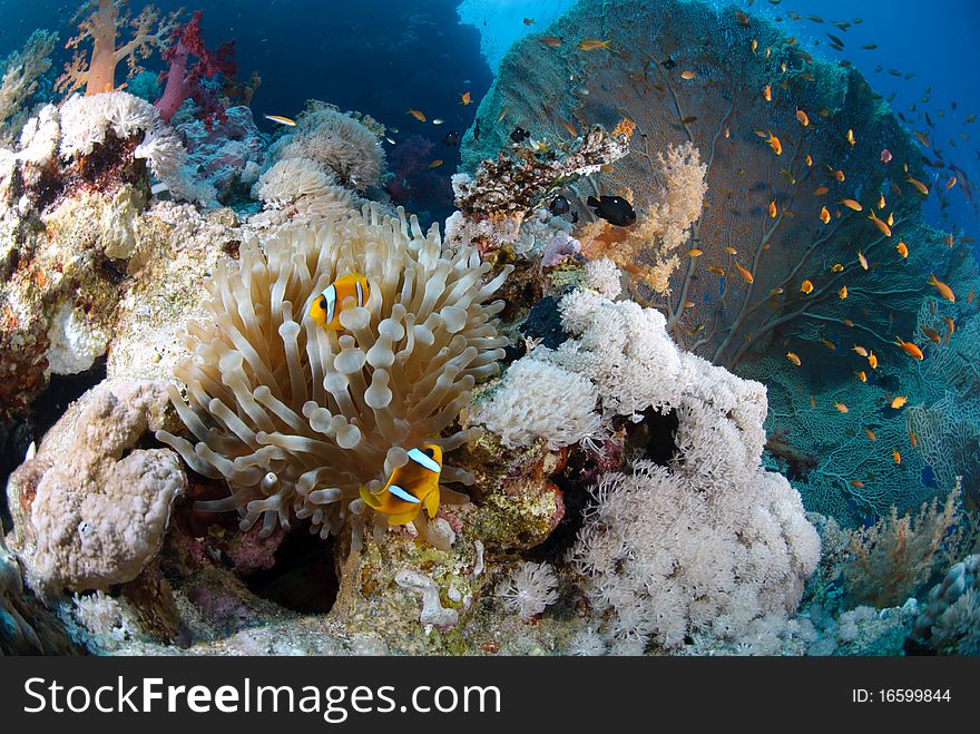 Pristine Tropical coral reef scene