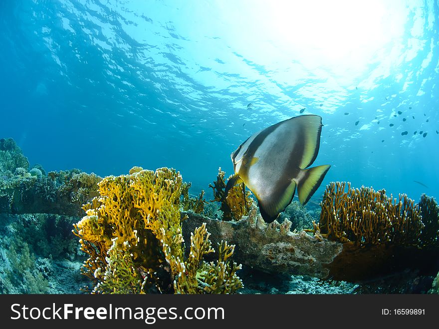 Circular batfish above coral reef and sun