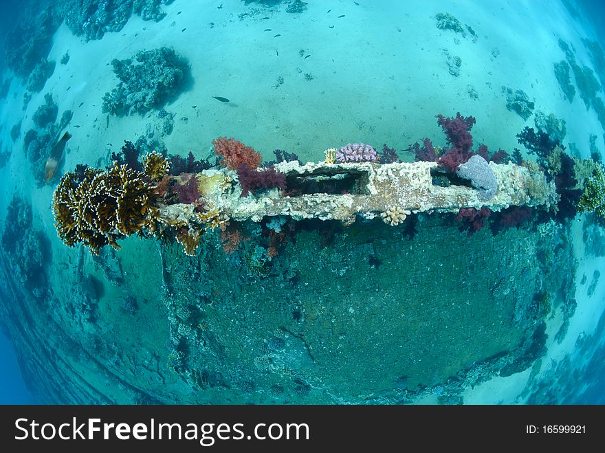 Coral growth on the abandoned remains of a cargo container