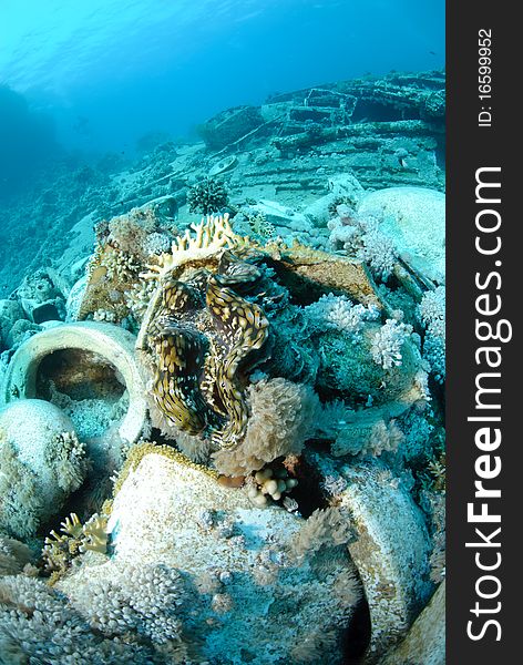 The Cargo of the Yolanda shipwreck scattered over the ocean floor. Red sea, Egypt. The Cargo of the Yolanda shipwreck scattered over the ocean floor. Red sea, Egypt.