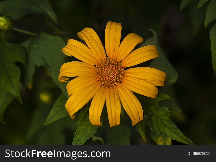 Small Sun Flower