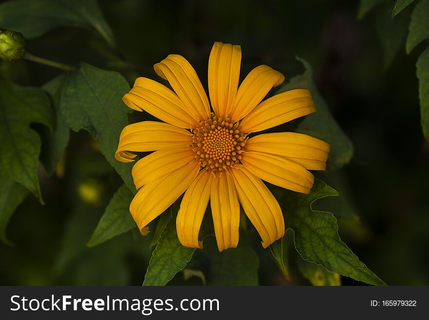 Flowers are a symbol of love, but not for sunflowers, sunflowers only display beauty for humans. Flowers are a symbol of love, but not for sunflowers, sunflowers only display beauty for humans