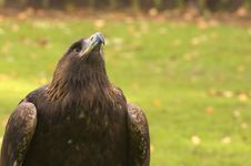 Golden Eagle Looking Up Royalty Free Stock Images Golden Eagle Looking Up Royalty Free Stock Images