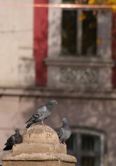 Pigeons In The City Stock Photography Pigeons In The City Stock Photography