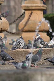 Pigeons In The City Royalty Free Stock Photo Pigeons In The City Royalty Free Stock Photo