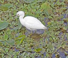 Little Blue Heron Juvenile Royalty Free Stock Photo Little Blue Heron Juvenile Royalty Free Stock Photo