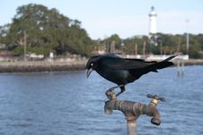 Blackbird On A Spigot Stock Photography Blackbird On A Spigot Stock Photography